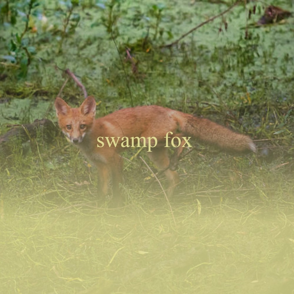 Swamp Fox