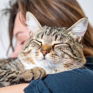 Barba de armonía的專輯Paisajes Sonoros Lofi Suaves Para Gatos Dormilones