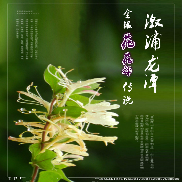 溆浦龙潭金银花花都传奇 (伴奏)