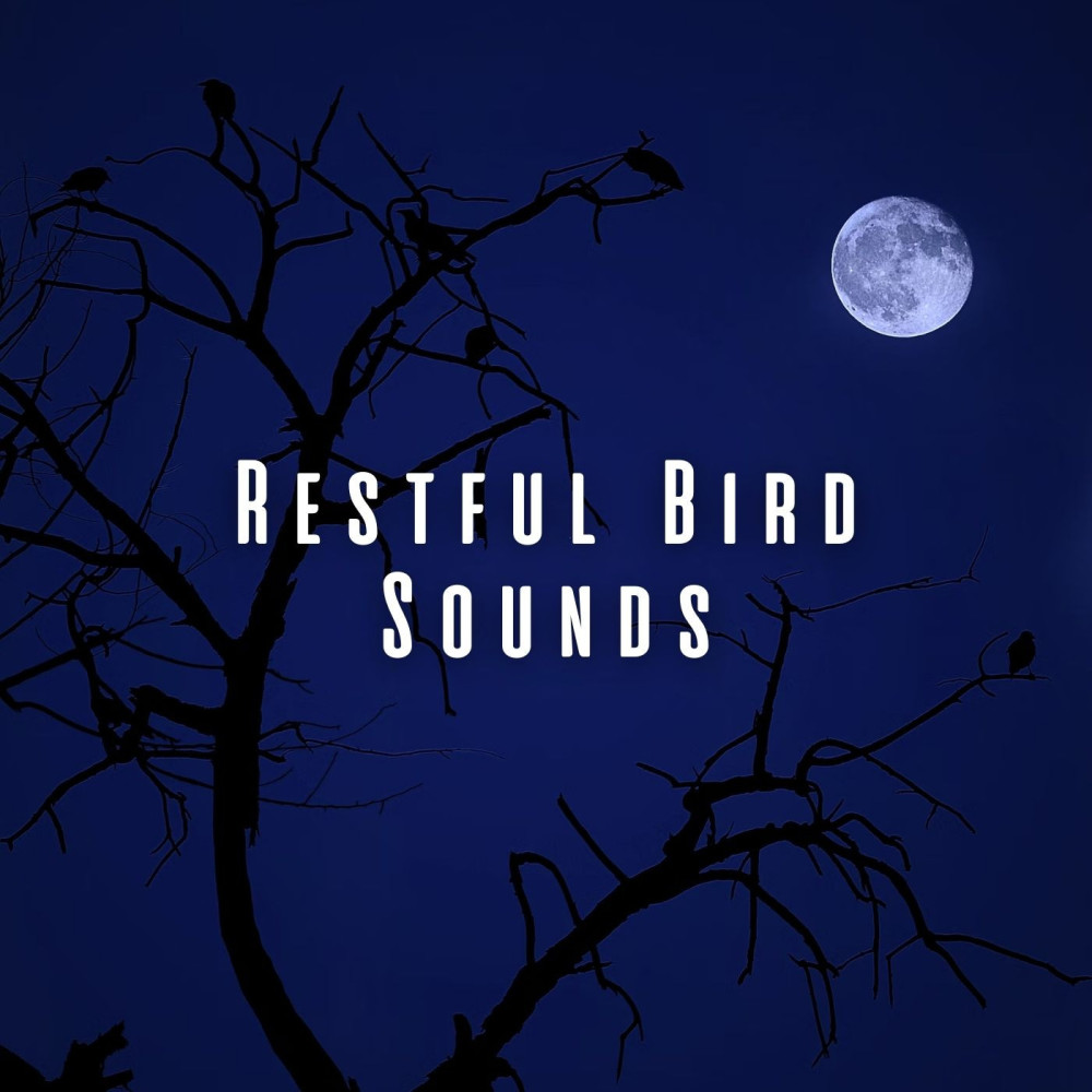 Birds at Dawn