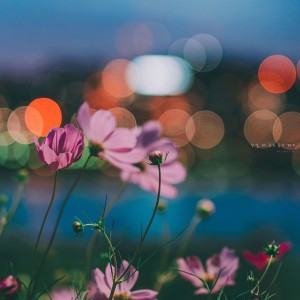 收听Helena Kim的A Music Letter You Listen To When You Sleep歌词歌曲