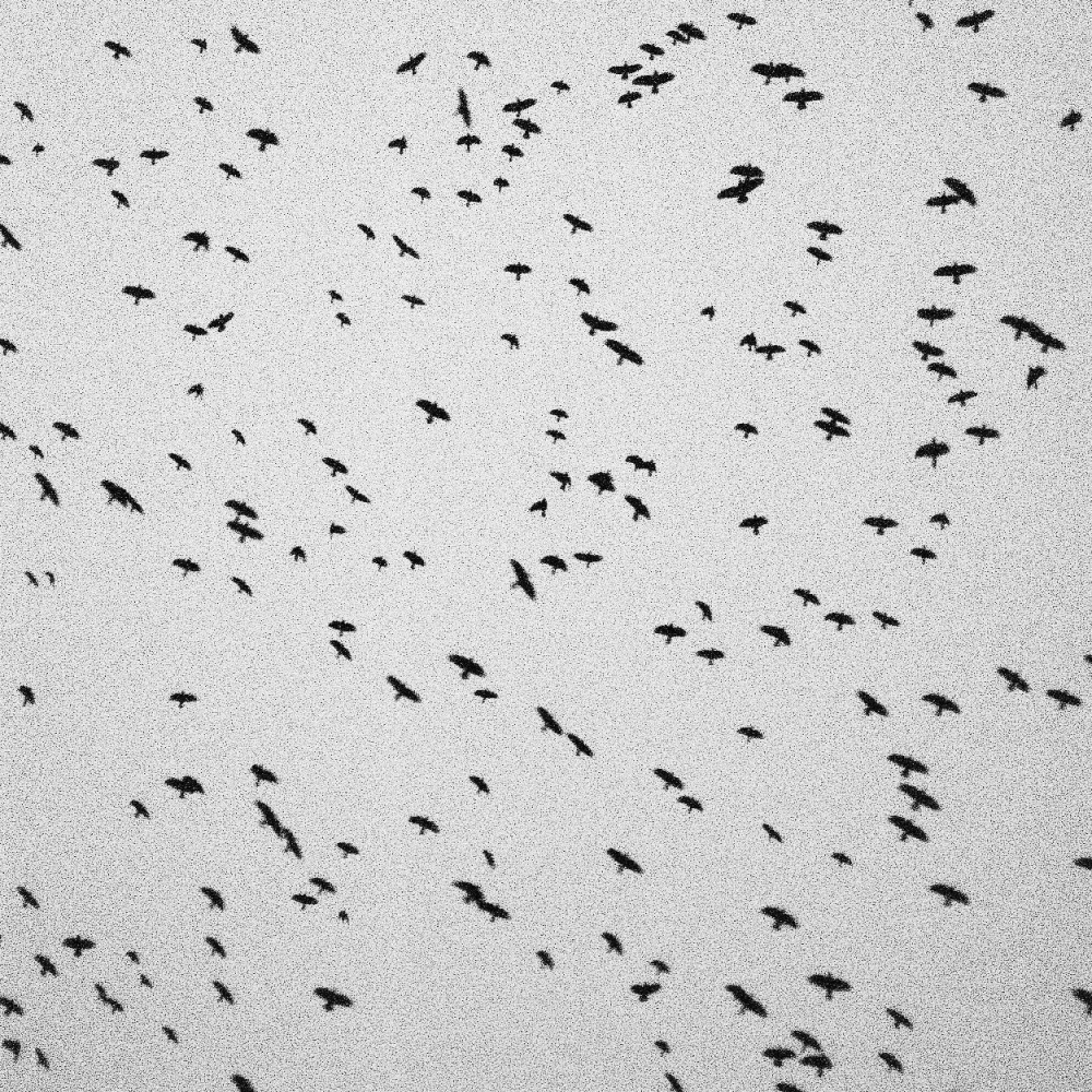 The Day The Birds Stopped Singing (feat. Anna B Savage) (Anna B Savage Remix)