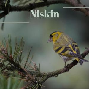 Listen to Incline Below song with lyrics from Edmy Griser
