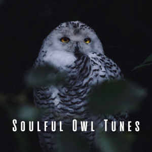 Soulful Owl Tunes