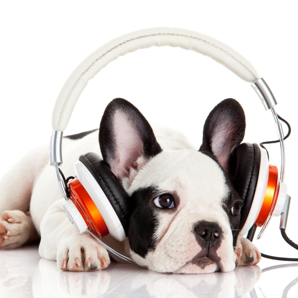 Puppy Bliss Ambient Music