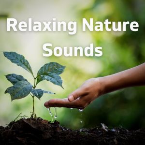 The Nature Soundscape的专辑Relaxing Nature Sounds