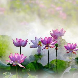 Album Cát Tường from Thanh Tùng TN
