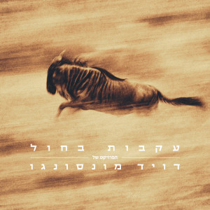 Album עקבות בחול - הפרויקט של דויד מונסונגו from 