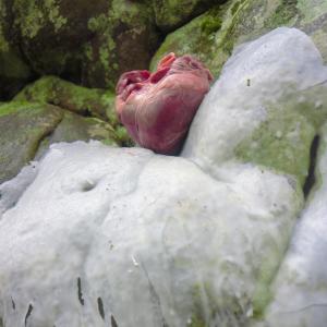 ดาวน์โหลดและฟังเพลง Srt พร้อมเนื้อเพลงจาก Slikback