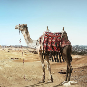 Locke的專輯Karawane