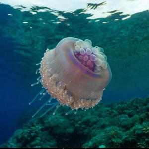 收聽Shavy Nation的Zero LOve (feat. T jeff)歌詞歌曲