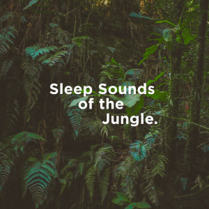 ดาวน์โหลดและฟังเพลง River Asmr พร้อมเนื้อเพลงจาก Nature Sounds