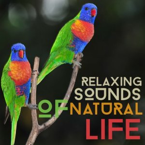 ดาวน์โหลดและฟังเพลง Sparrow Stream พร้อมเนื้อเพลงจาก Outside Broadcast Recordings