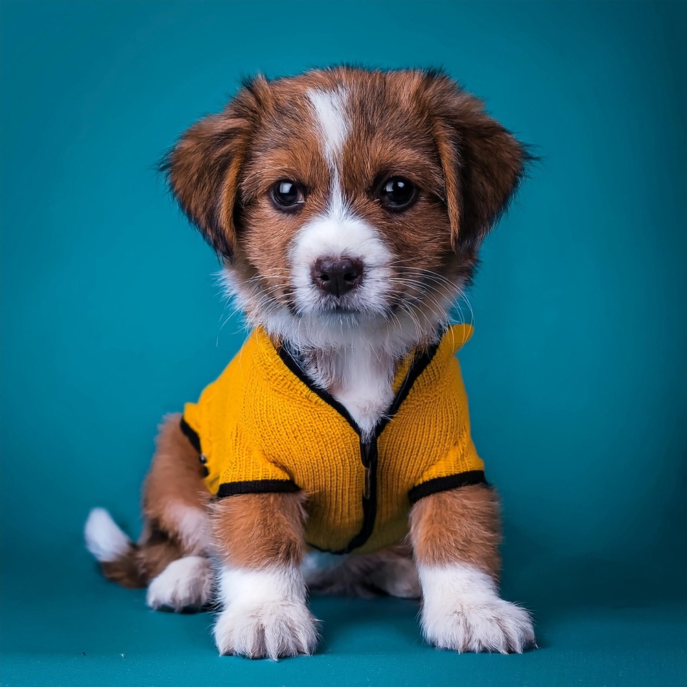 Tonos Delicados Para La Calma Canina
