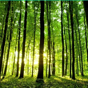 Listen to Natural Birds Voice song with lyrics from Sounds of Nature Zone