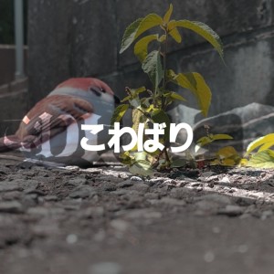 Dengarkan lagu こわばり (feat. 可不) nyanyian すずめのめ dengan lirik