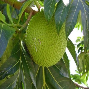 收聽Jimmy King的Knock Offriddim歌詞歌曲