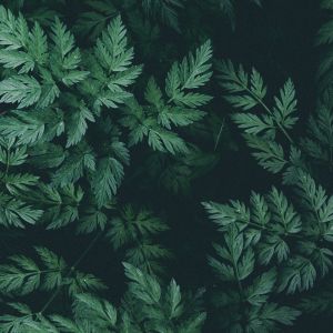 Dengarkan KUDA YANG MANA KUDA YANG MANA (Style Thailand) lagu dari Alvin revolution dengan lirik