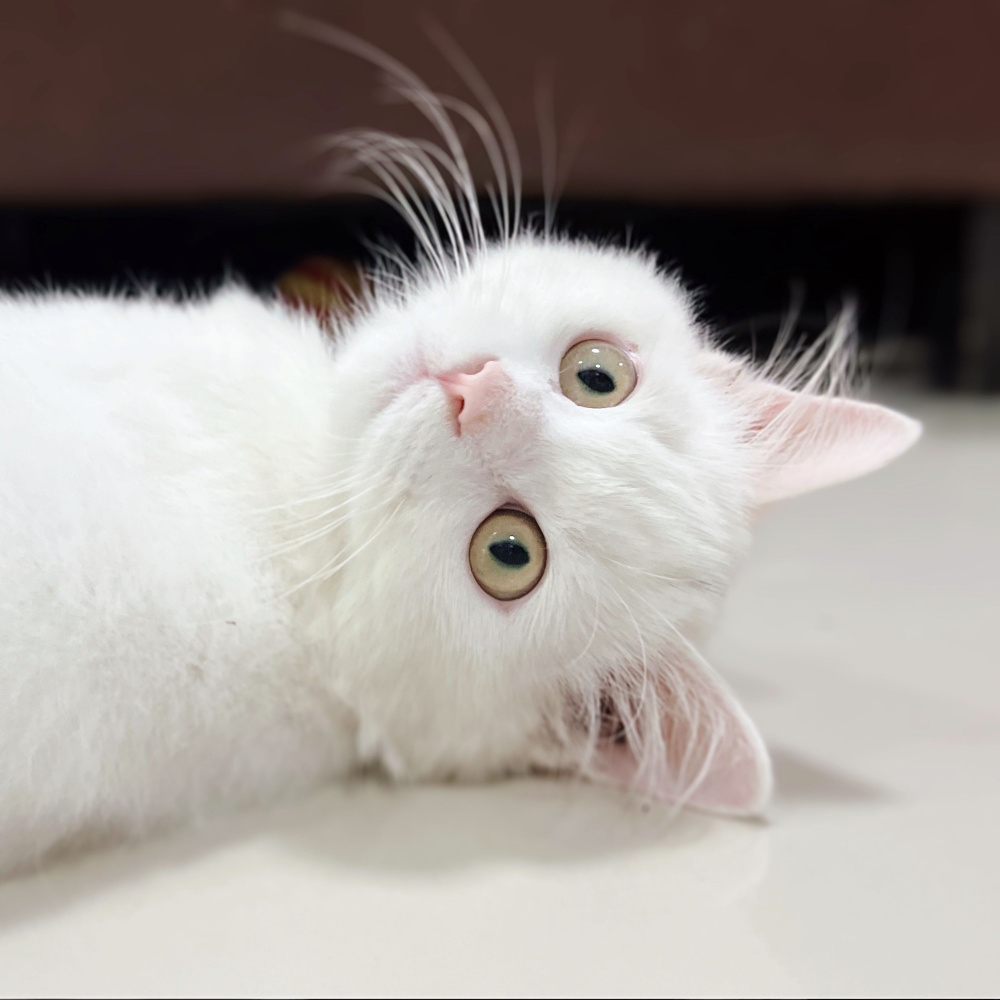 Feline's Blissful Bedtime Ballad
