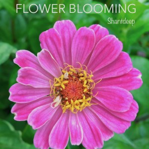 ดาวน์โหลดและฟังเพลง Flower Blooming พร้อมเนื้อเพลงจาก Shantdeep