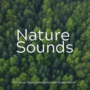收聽Nature Sounds For Focus的Concentration Harmony (Bonfire Sounds)歌詞歌曲