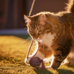 Pet Music Collection的專輯Music For The Happy Moments Of Your Pets