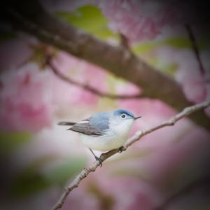 收听Bird Sounds的Birds and Nature Sounds for Depression Relief and Good Mood歌词歌曲