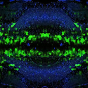 收听Visceral Design的Courage (Heart and Soul)歌词歌曲