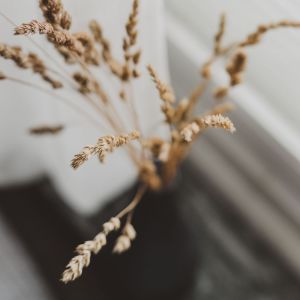 Listen to Soft song with lyrics from SPA