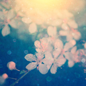 ดาวน์โหลดและฟังเพลง Sakura Michi พร้อมเนื้อเพลงจาก Aqua Timez
