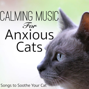 Dengarkan lagu Relaxing Music for Cats nyanyian Cat Music Dreams dengan lirik