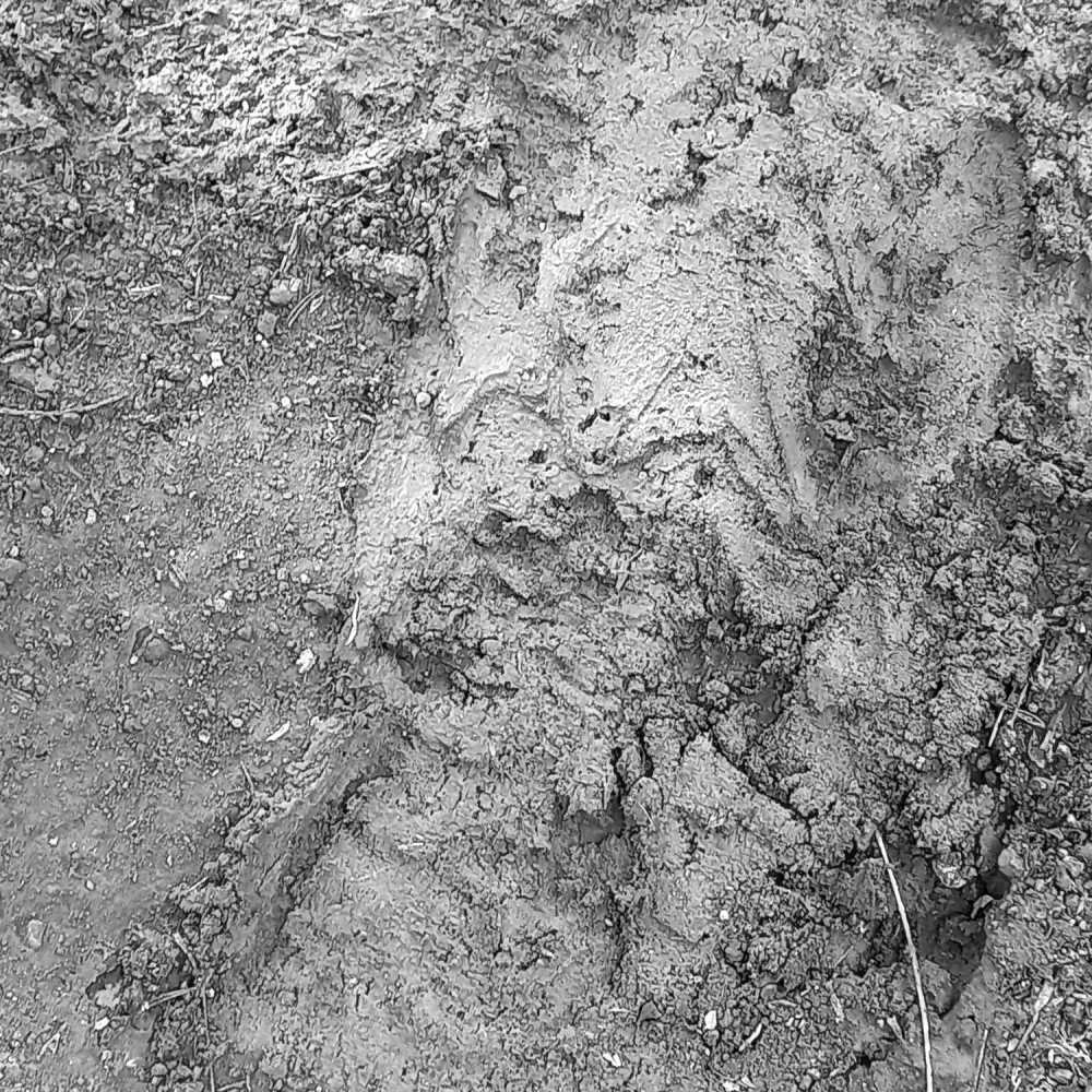 Barro
