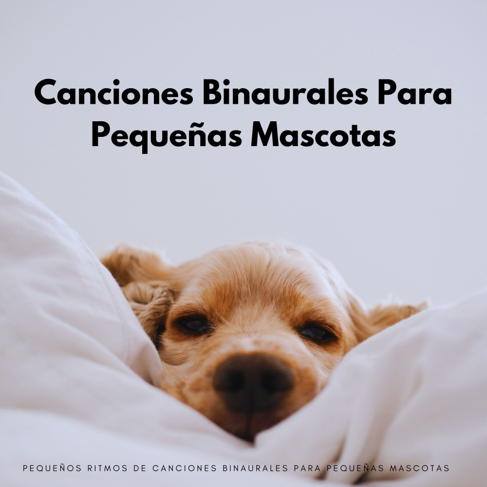 Maullidos Relajantes Felinos
