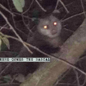 The Fiend的專輯Here Comes The Rascal