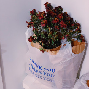 收听Solomon Rex的Idle歌词歌曲