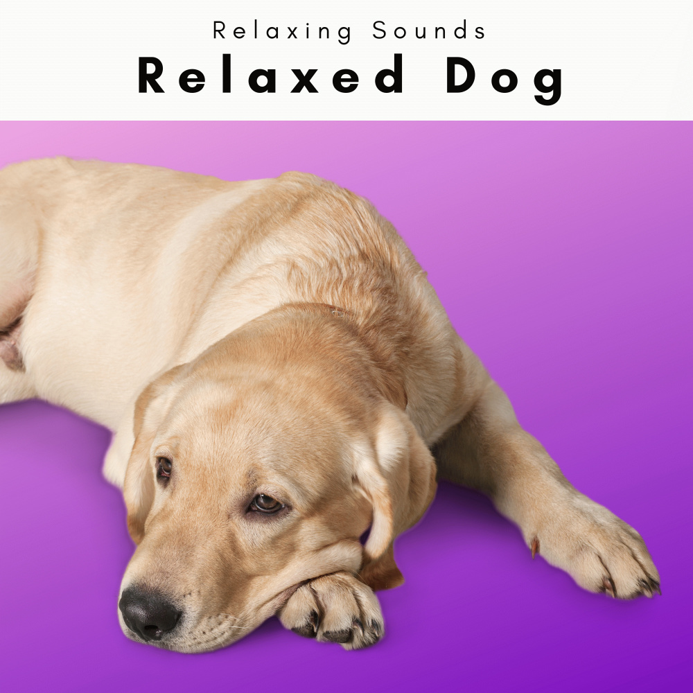 Advanced Gentle Dogs Music for Deep Dreams