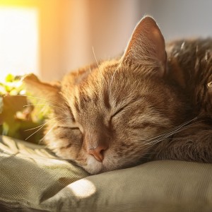 ดาวน์โหลดและฟังเพลง Los Tonos Pacíficos Calman Suavemente พร้อมเนื้อเพลงจาก Guarida Sonora para Gatos