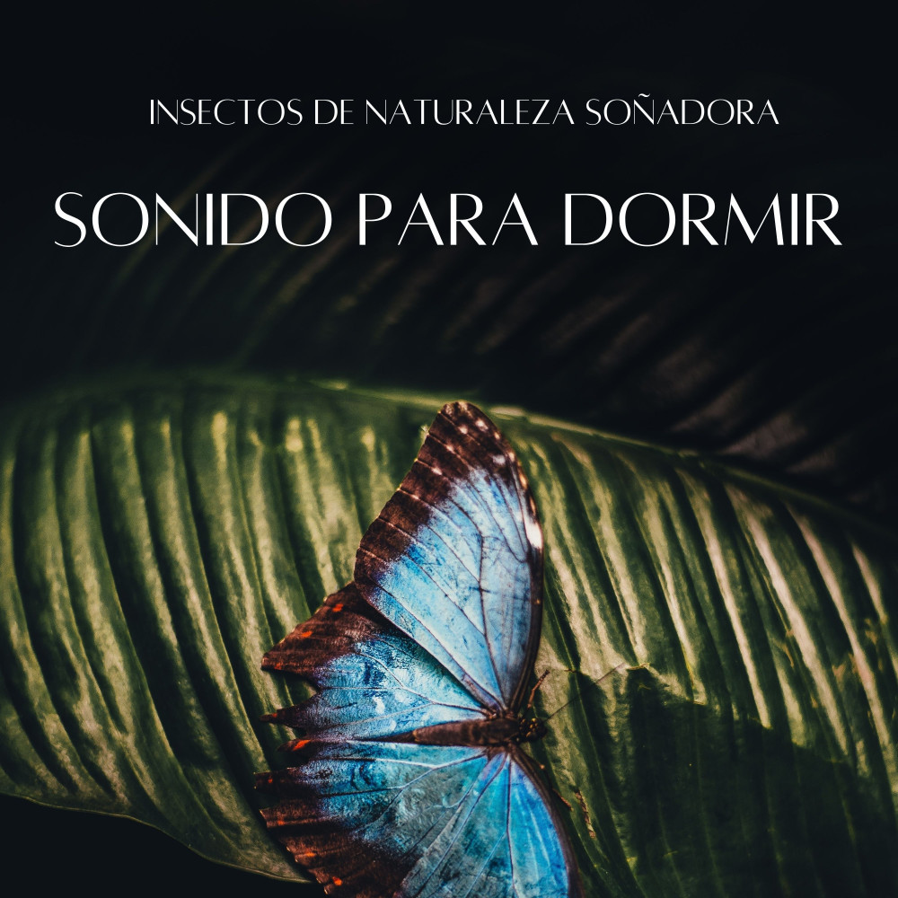 Descanso De Scarabajos