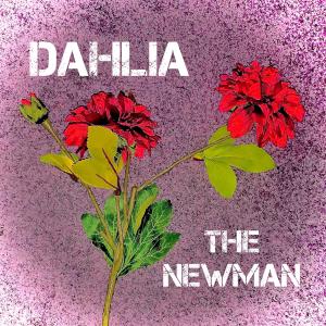 收聽The Newman的Dahlia歌詞歌曲