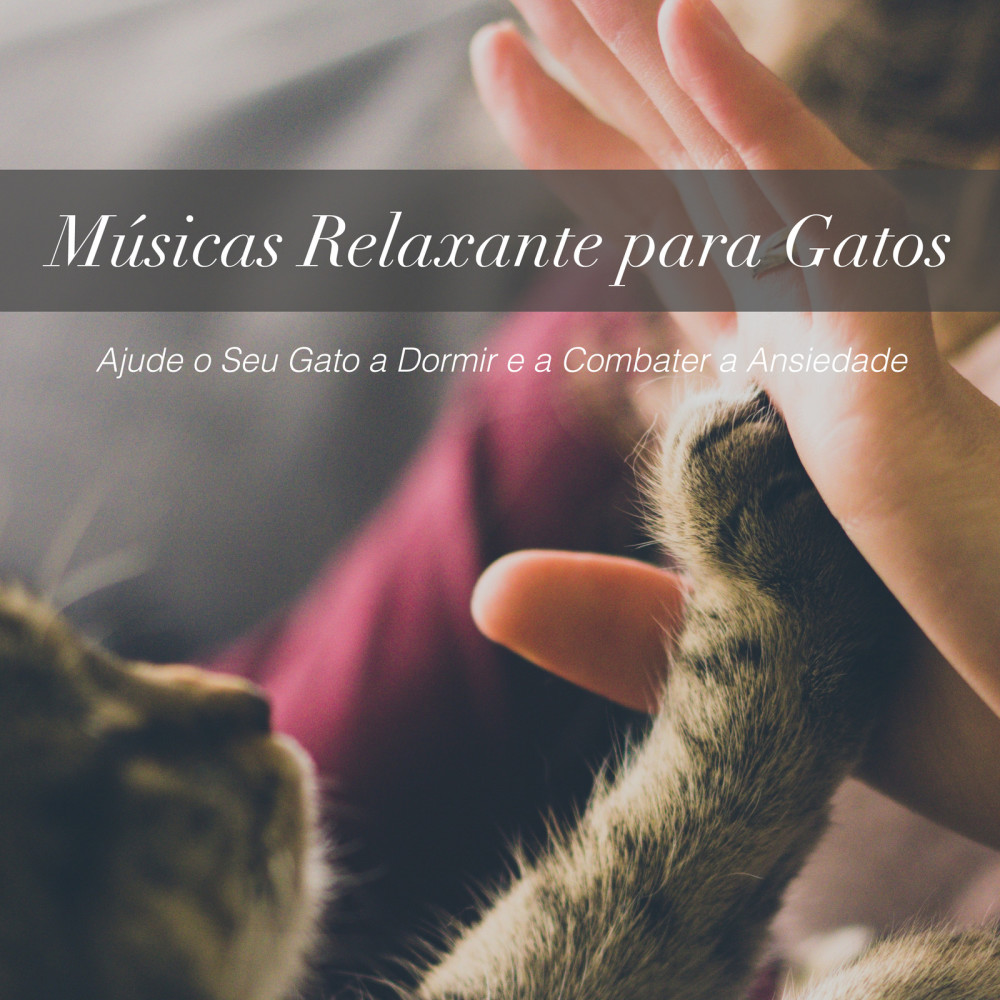 Reino Dos Gatos