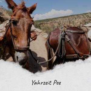 Album Yahrzeit Pee from Various