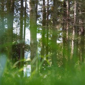 Wavesy的專輯Rebirth