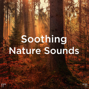 收聽Nature Sounds的Relaxing Music With Bird Sounds歌詞歌曲