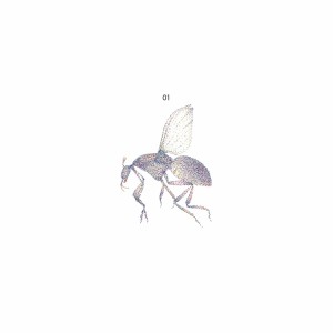 Album 01 (Explicit) oleh Black Fly