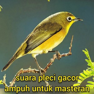 收聽Master pleci 87的Suara Pleci Gacor Ampuh Untuk Masteran (Live)歌詞歌曲