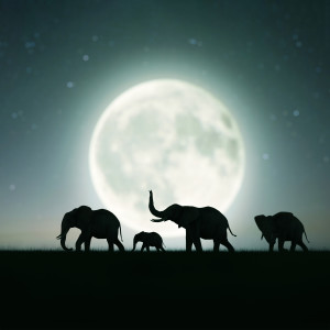 อัลบัม Ayutthaya Elephants ศิลปิน Deep Rooted Tree