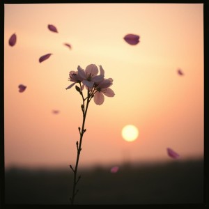 ดาวน์โหลดและฟังเพลง senja puspa rasa พร้อมเนื้อเพลงจาก Inaya