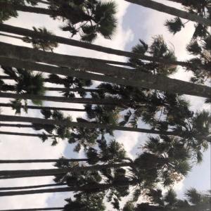 Listen to palm tree song with lyrics from chamsarang