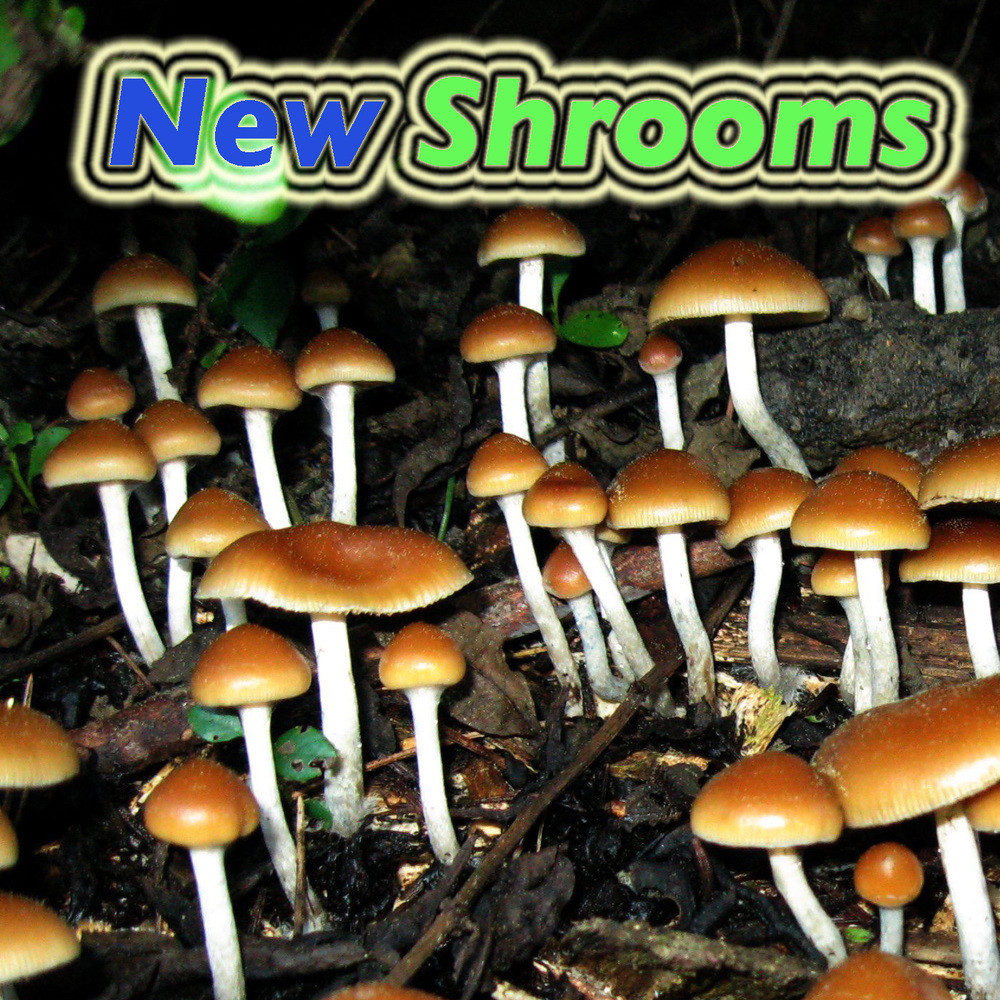 New Shrooms (Mix) (Explicit) (Mix|Explicit)