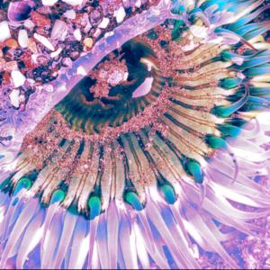 收聽Andy Fischer-Price的Sacred Fire歌詞歌曲